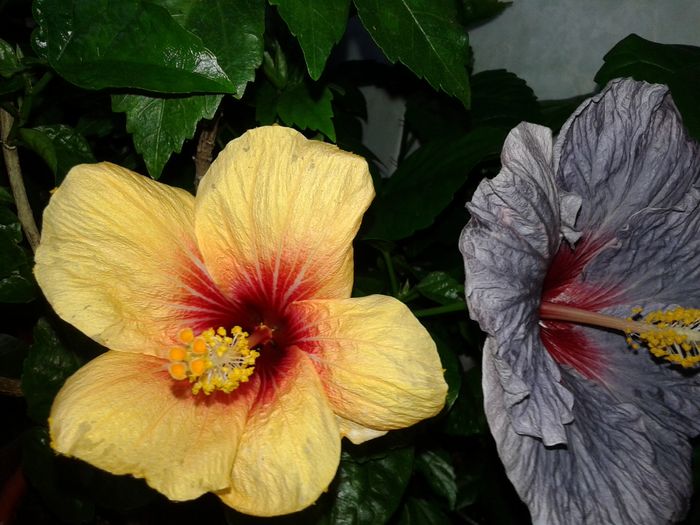 20160529_201138 - Hibiscus Cuban Variety