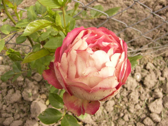 Rosa Acropolis