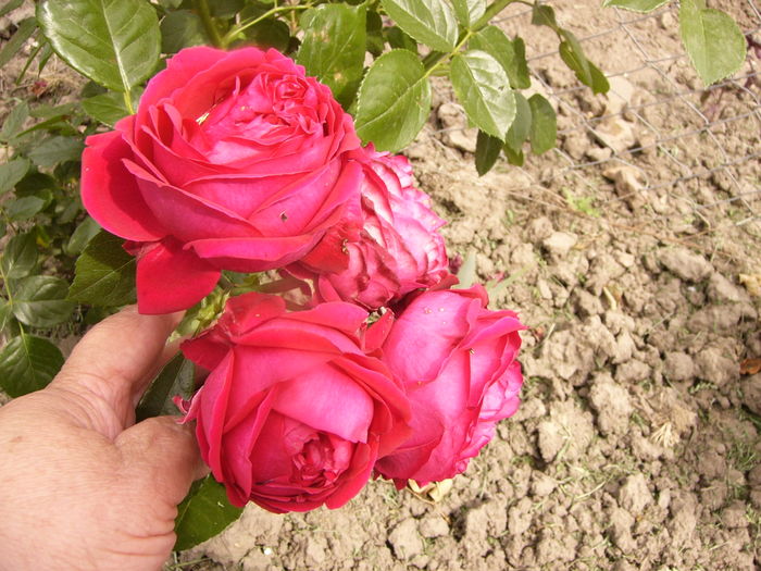 Rosa Erick Tabarly - ANUL 2016 FLORI VI