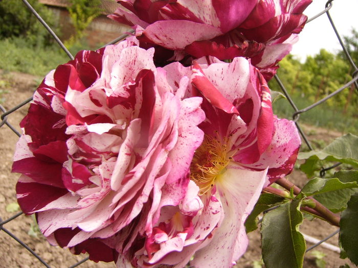 Rosa Dimov - ANUL 2016 FLORI VI
