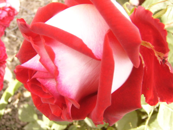 Rosa Osiris
