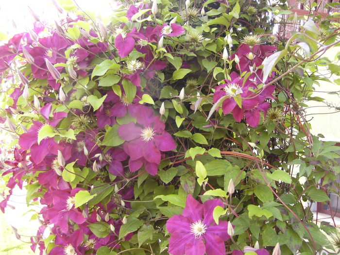 Clematis Warszawska nike