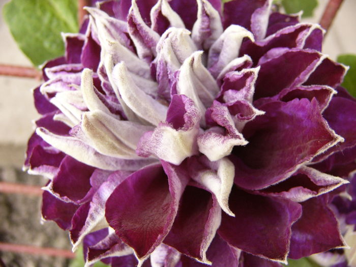 Clematis Shin Shigyokie