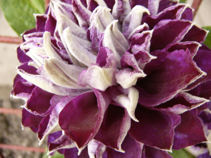 Clematis Shin Shigyokie