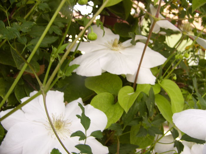 Clematis Duchesse de Edinburg