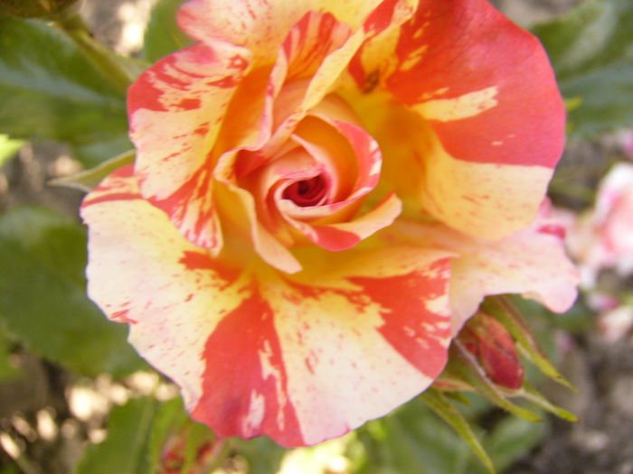 Rosa Alfred Sissley