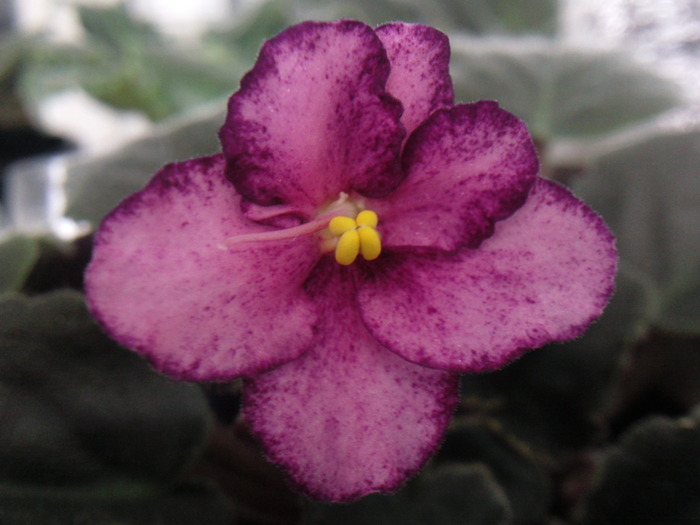 Buckeye Cranberry Sparkler - VIOLETE AFRICANE saintpaulia  2010-2011                                                             