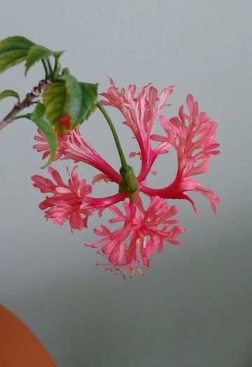 Schizopetalus