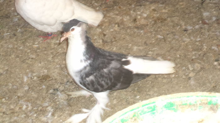 DSC08358 - SEZONUL PUIILOR 2016