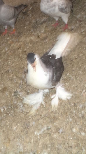 DSC08359 - SEZONUL PUIILOR 2016