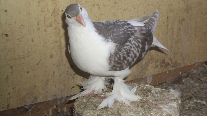 DSC08368 - SEZONUL PUIILOR 2016