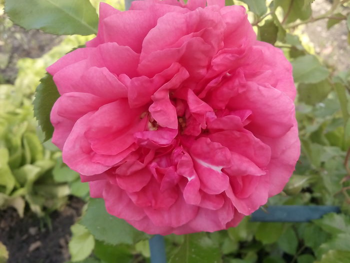 Rosarium Uetersen
