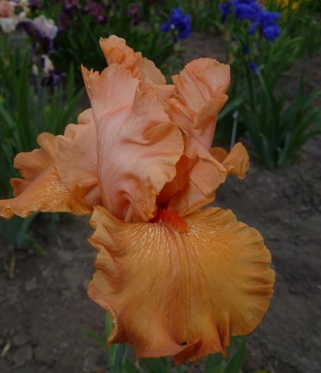 Legato - Iris oferta 2016