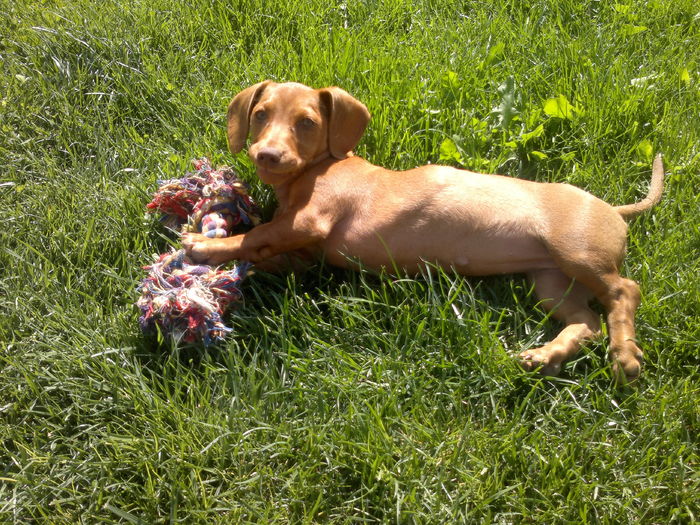 008 - x-Teckel-Dachshund