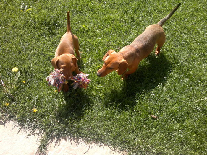 009 - x-Teckel-Dachshund