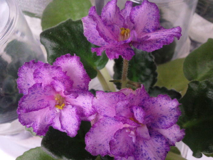 OZIO - VIOLETE AFRICANE saintpaulia  2010-2011                                                             