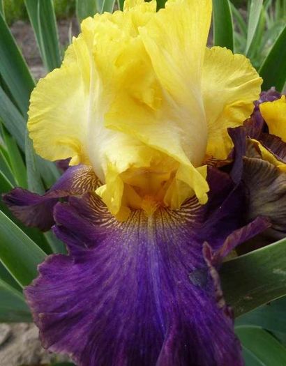 Native Tale - Iris oferta 2016