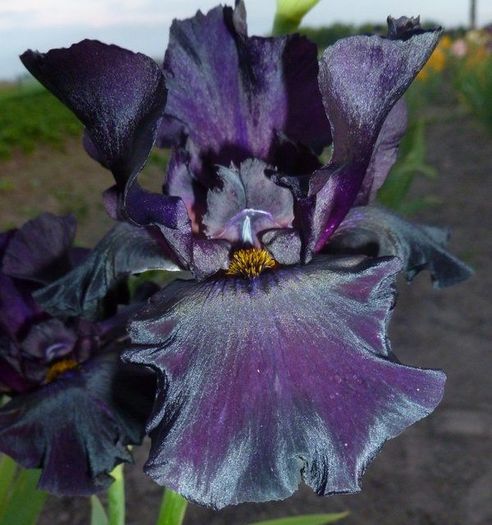 Old black Magig - Iris oferta 2016