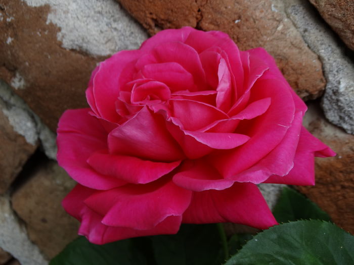DSC07225
