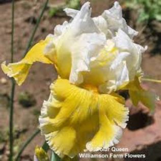 Polar Queen - Iris oferta 2016