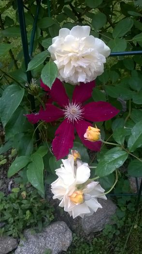 Rebecca - CLEMATITE