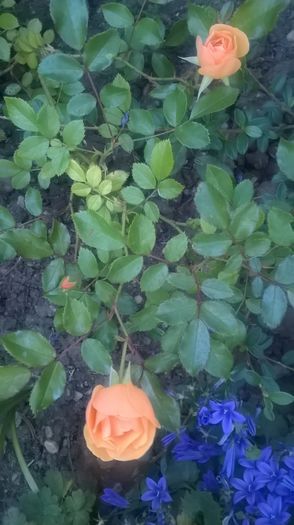 WP_20160530_05_50_59_Pro