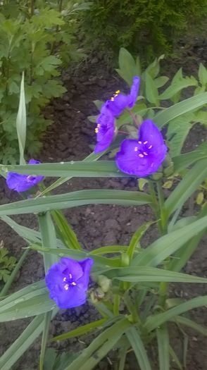 WP_20160529_08_45_08_Pro