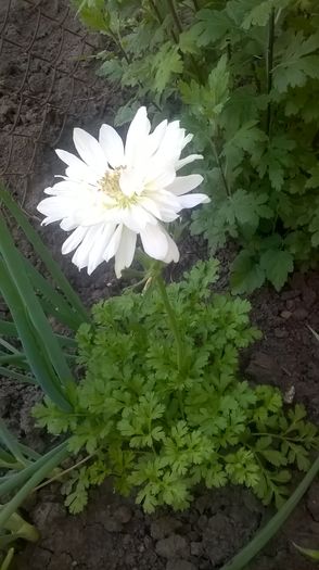 WP_20160529_08_45_03_Pro