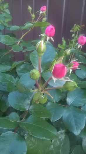 leonardo da vinci - Trandafiri 2016