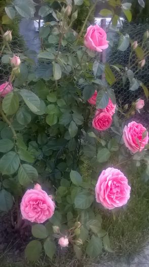 kimono - Trandafiri 2016