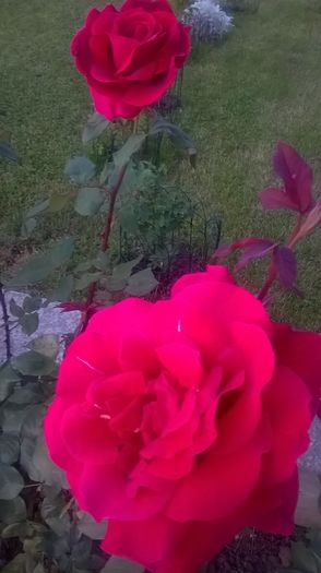 mr.lincoln - Trandafiri 2016