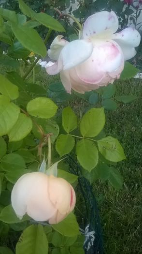 wollerton old hall - Trandafiri 2016