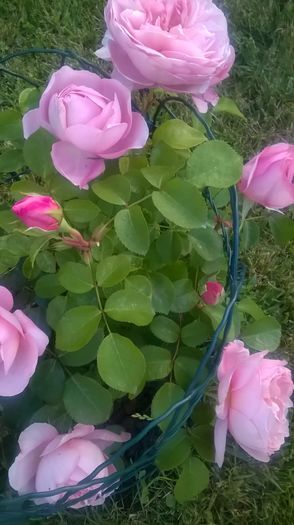 dames de chenonceau - Trandafiri 2016