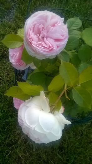 eden rose - Trandafiri 2016