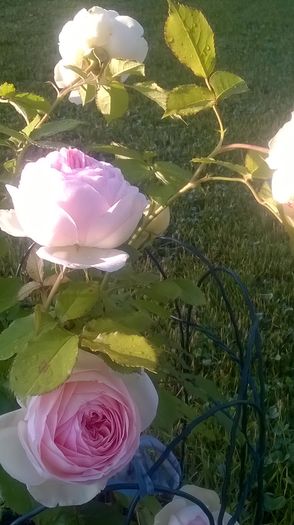 eden rose - Trandafiri 2016