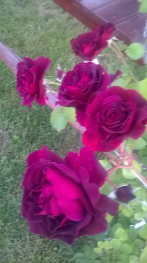 dimov 71 - Trandafiri 2016