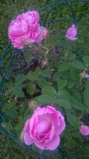 harlow carr - Trandafiri 2016