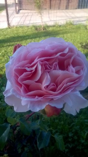 abraham darby - Trandafiri 2016