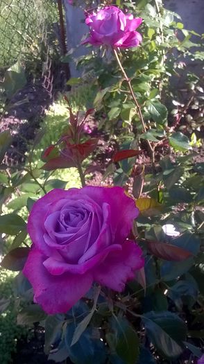 blue angel - Trandafiri 2016