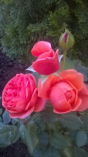 summer song - Trandafiri 2016