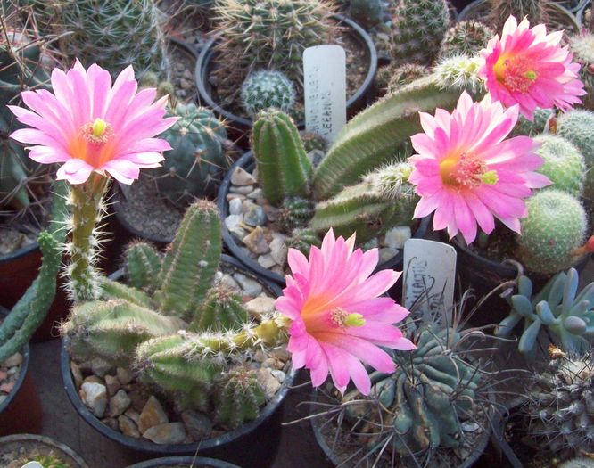 Echinocereus scheeri