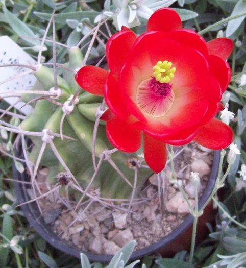 Echinocereus triglochidiatus