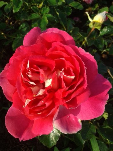 047 - TRANDAFIRI 2016 I