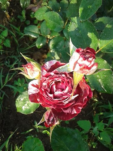 039 - TRANDAFIRI 2016 I