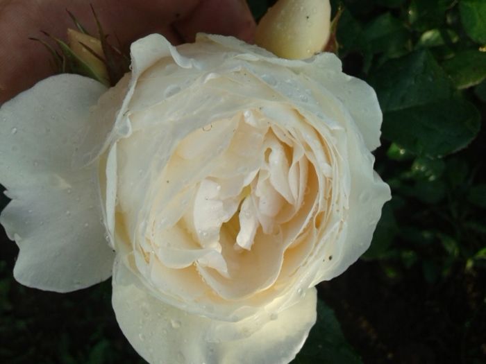 038 - TRANDAFIRI 2016 I