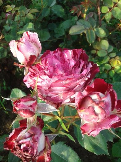 037 - TRANDAFIRI 2016 I