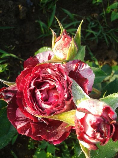 034 - TRANDAFIRI 2016 I