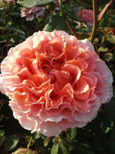 033 - TRANDAFIRI 2016 I