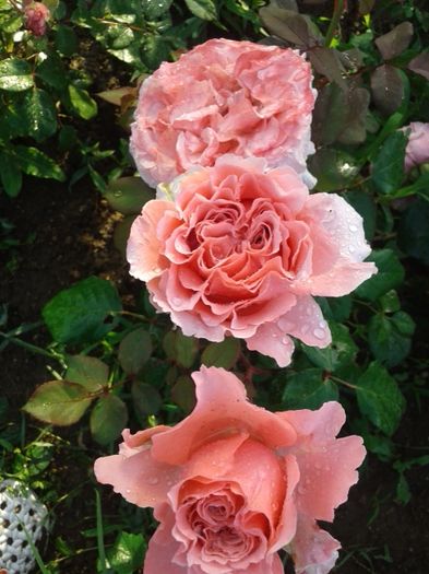 027 - TRANDAFIRI 2016 I