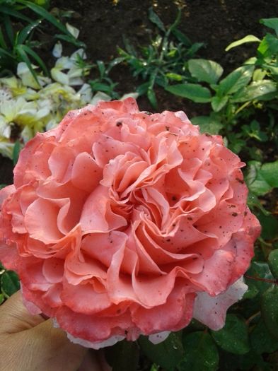 025 - TRANDAFIRI 2016 I